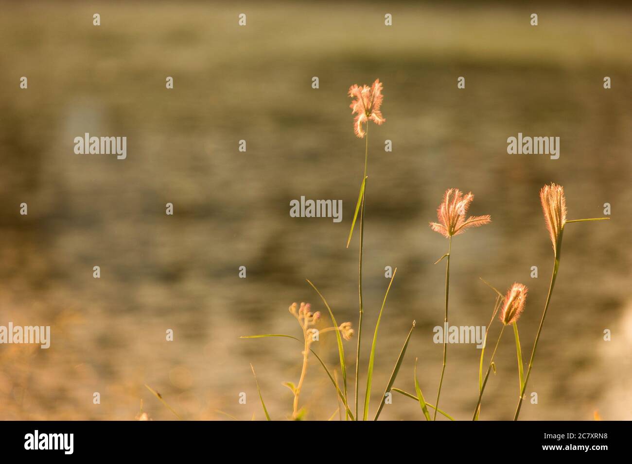 Selective color shot hi-res stock photography and images - Alamy