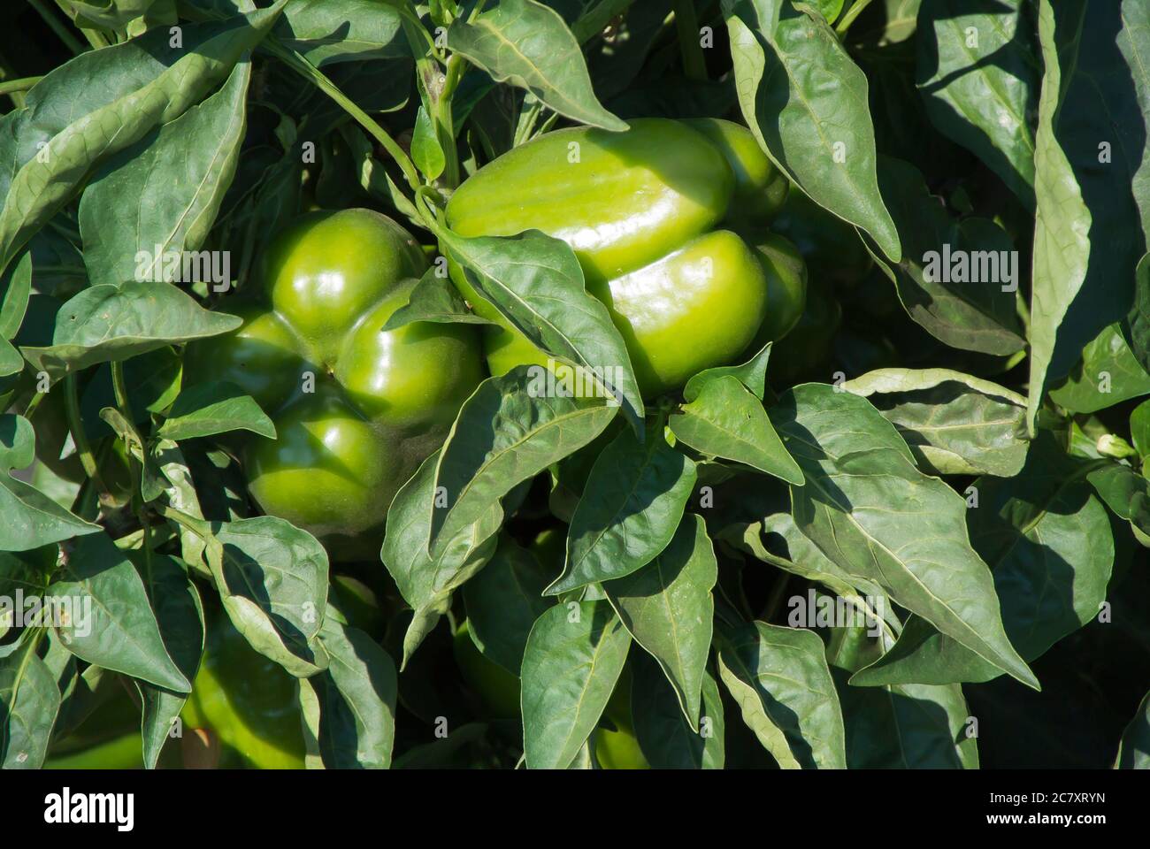 Bell Peppers Growing in Field Stock Photo Alamy