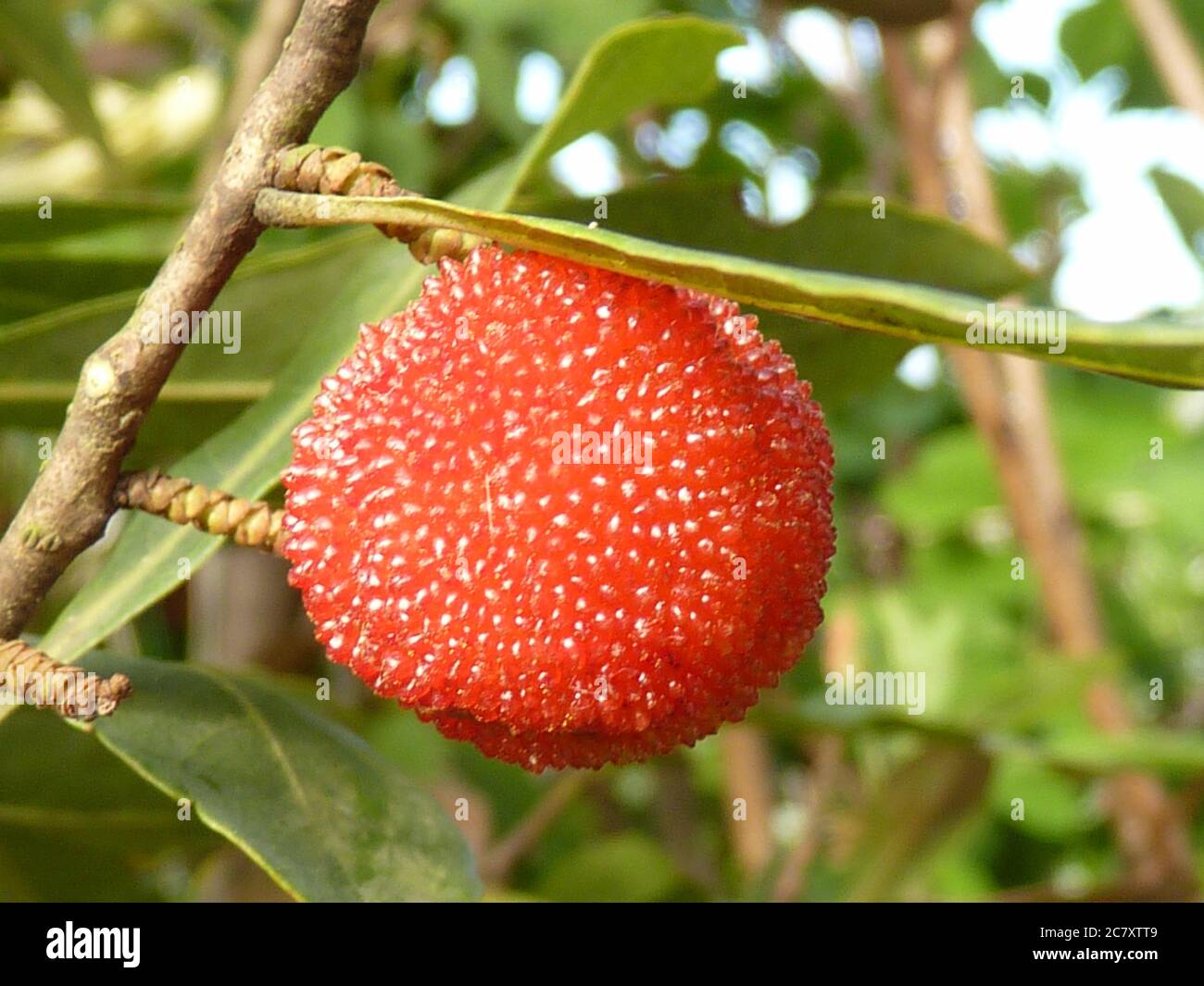 10Pc Red Bayberry Seeds Plants Fruits Myrica Rubra Garden Nature Fresh Tasty Big 