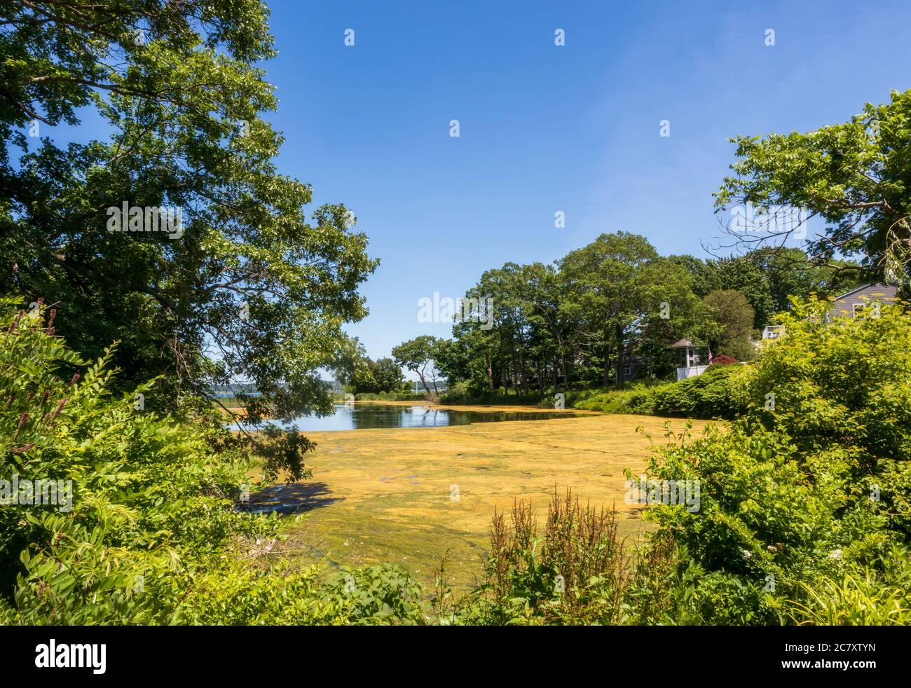 Pond overgrown with green duckweed in East Greenwich, RI, on a summer day. Stock Photo