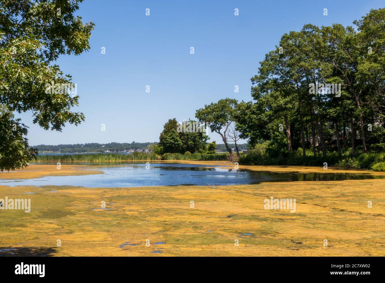 Pond overgrown with green duckweed in East Greenwich, RI, on a summer day. Stock Photo