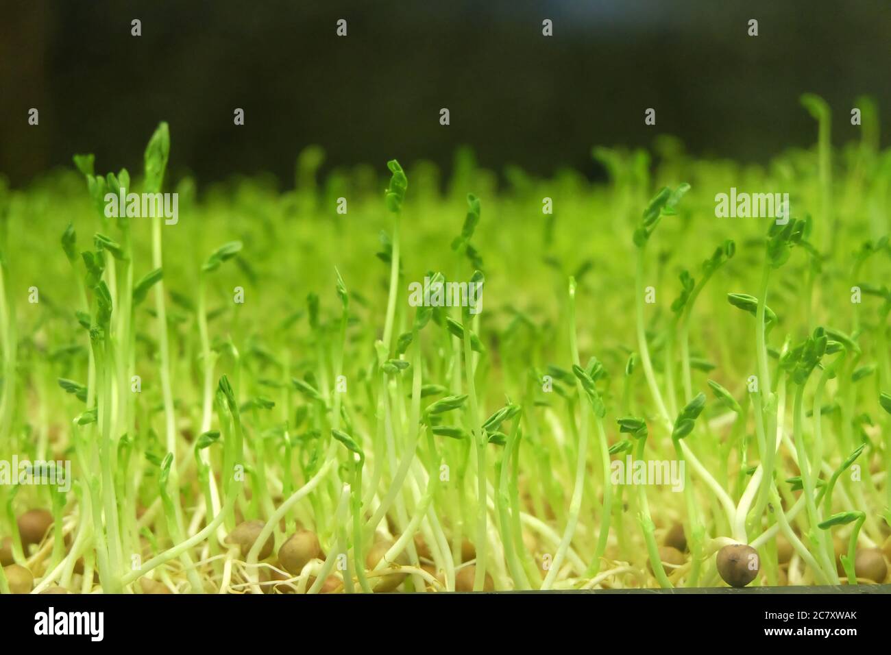 close up dense of fresh green mung bean sprouts. blur dark background Stock Photo