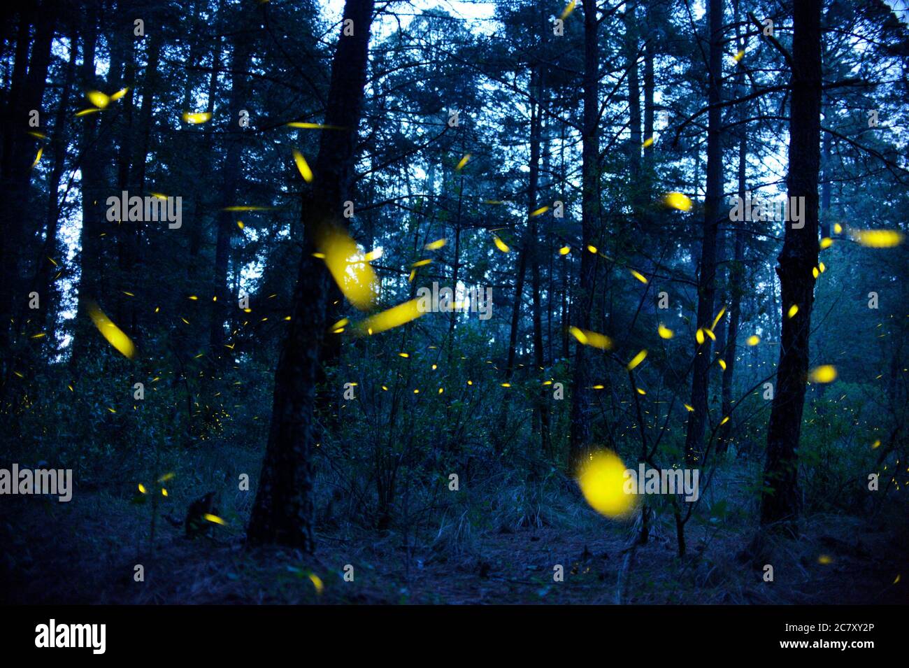 Nanacamilpa, Mexico. 18th July, 2020. Fireflies send light signals during the mating season. This year, the government of the state of Tlaxcala has cancelled firefly tourism in the nature reserve 'Santuario de las luciernagas' ('Sanctuary of the Fireflies') near Nanacamilpa due to the Corona pandemic. Credit: Jesus Alvarado/dpa/Alamy Live News Stock Photo