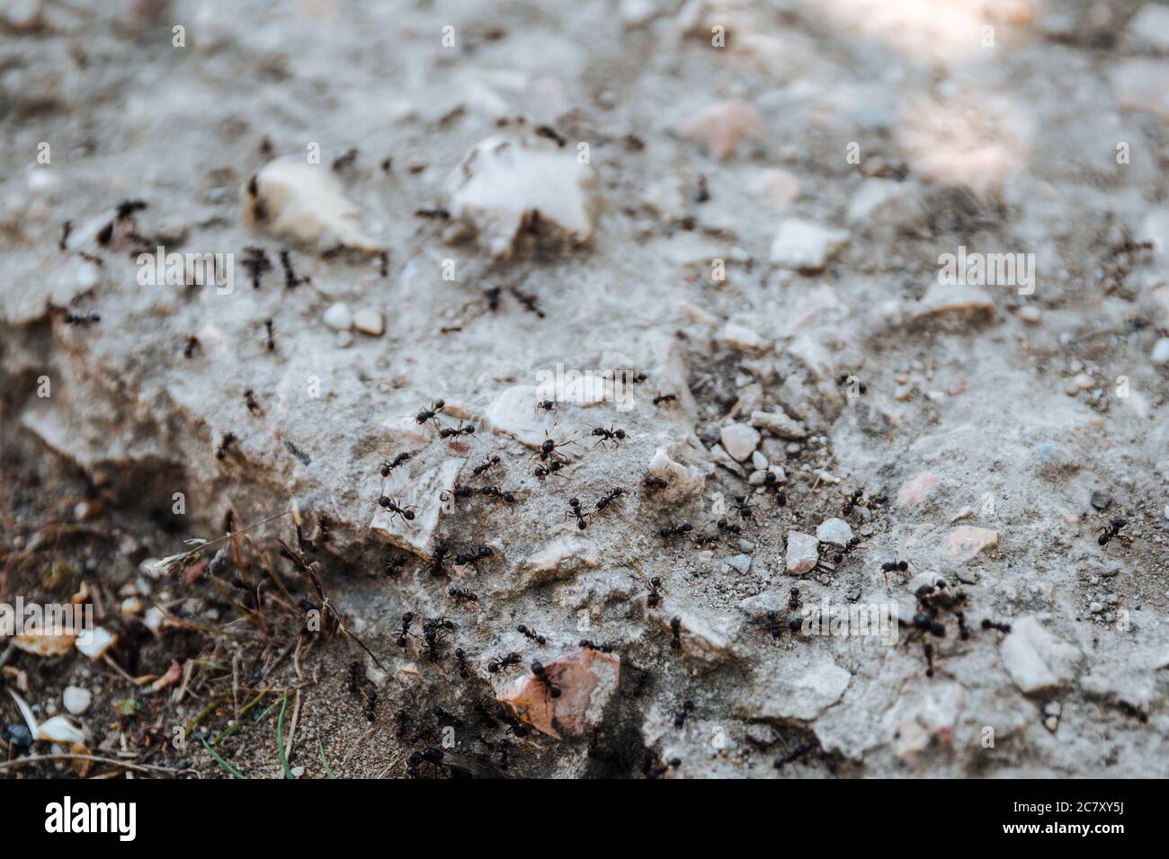 Black ants crawl over the stone. Teamwork. Hymenoptera insects. Stock Photo