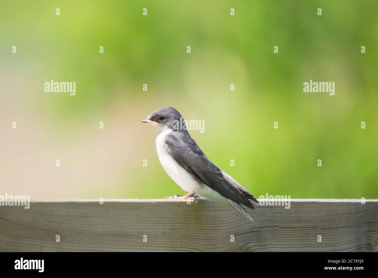A juvenile tree swallow (Tachycineta bicolor) perched on a fence, literally minutes after its first flight. Beaumont, Alberta, Canada. Stock Photo
