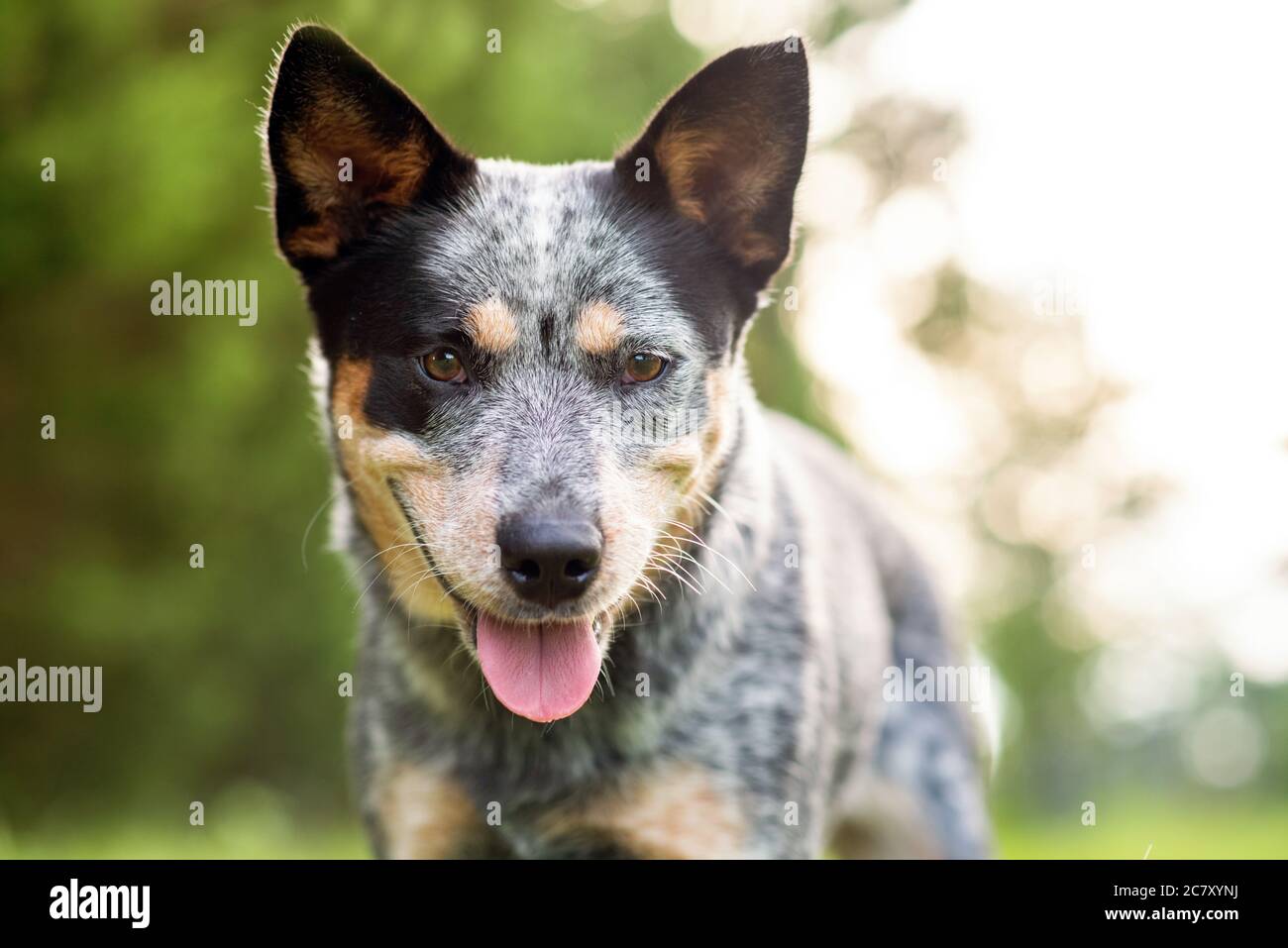 Portrait head shot of a Australian Cattle Dog Blue Heeler sitting by cypress tree Stock Photo