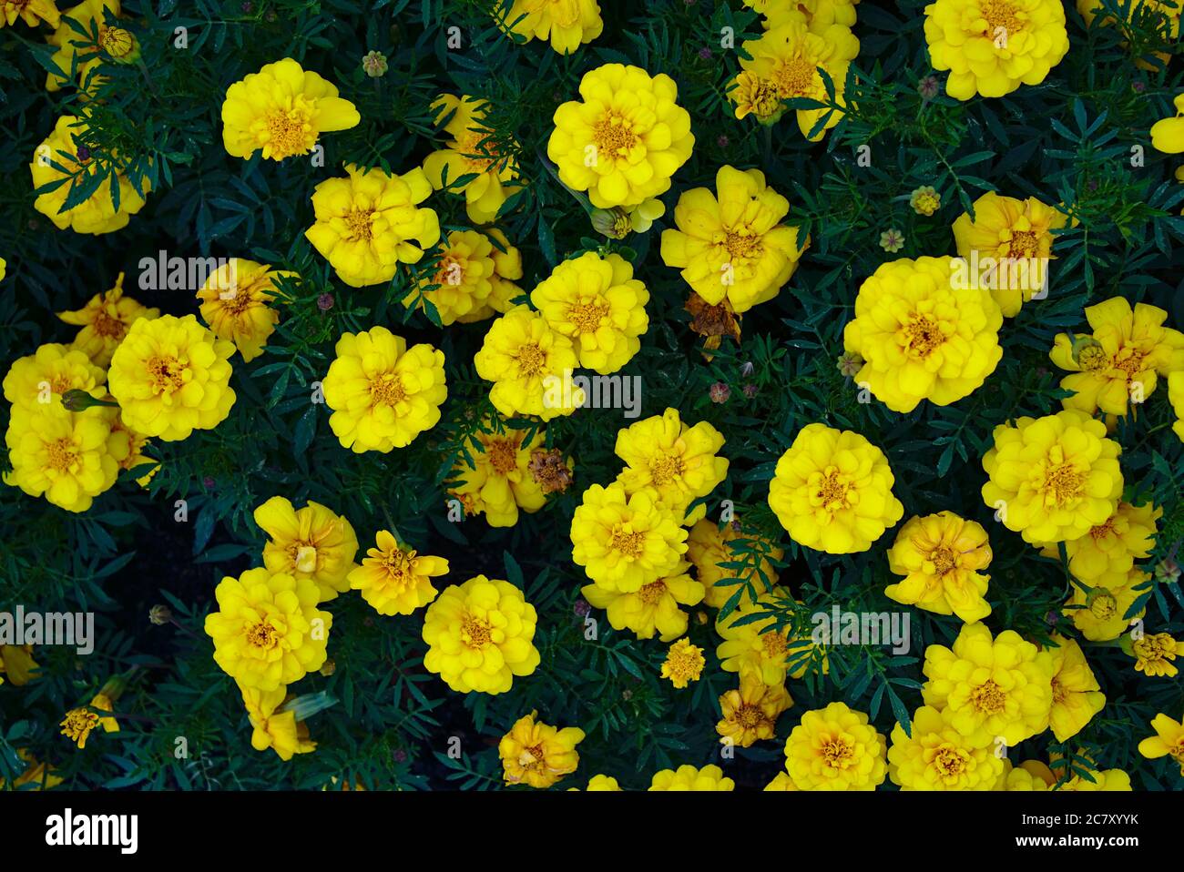 Top view of yellow flowers with green leaves in between Stock Photo