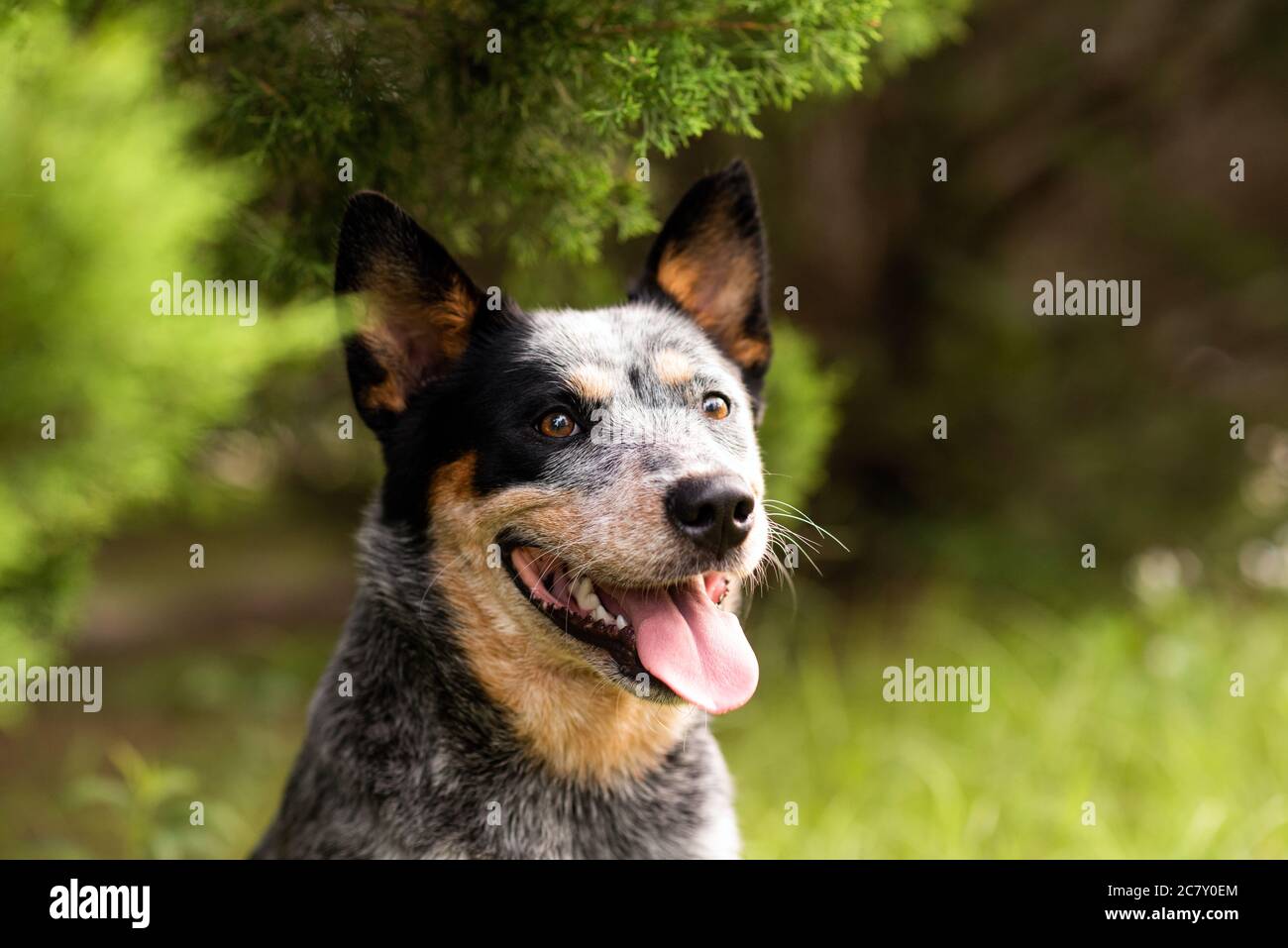 Portrait head shot of a Australian Cattle Dog Blue Heeler sitting by cypress tree Stock Photo