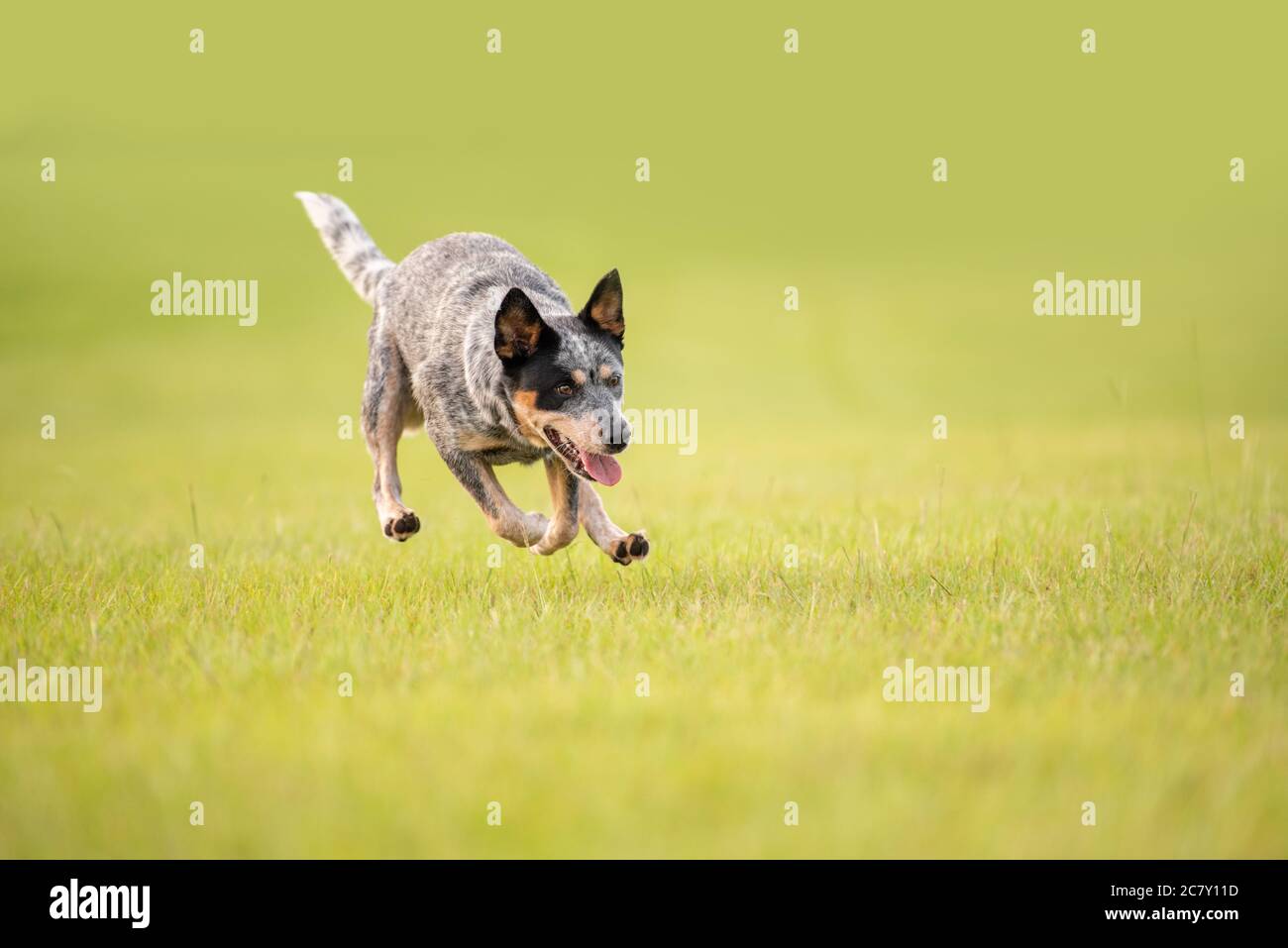 Australian Cattle Dog Blue Heeler running herding in a grassy field at sunset Stock Photo