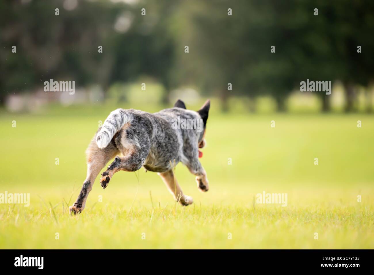 Australian Cattle Dog Blue Heeler running herding in a grassy field at sunset Stock Photo