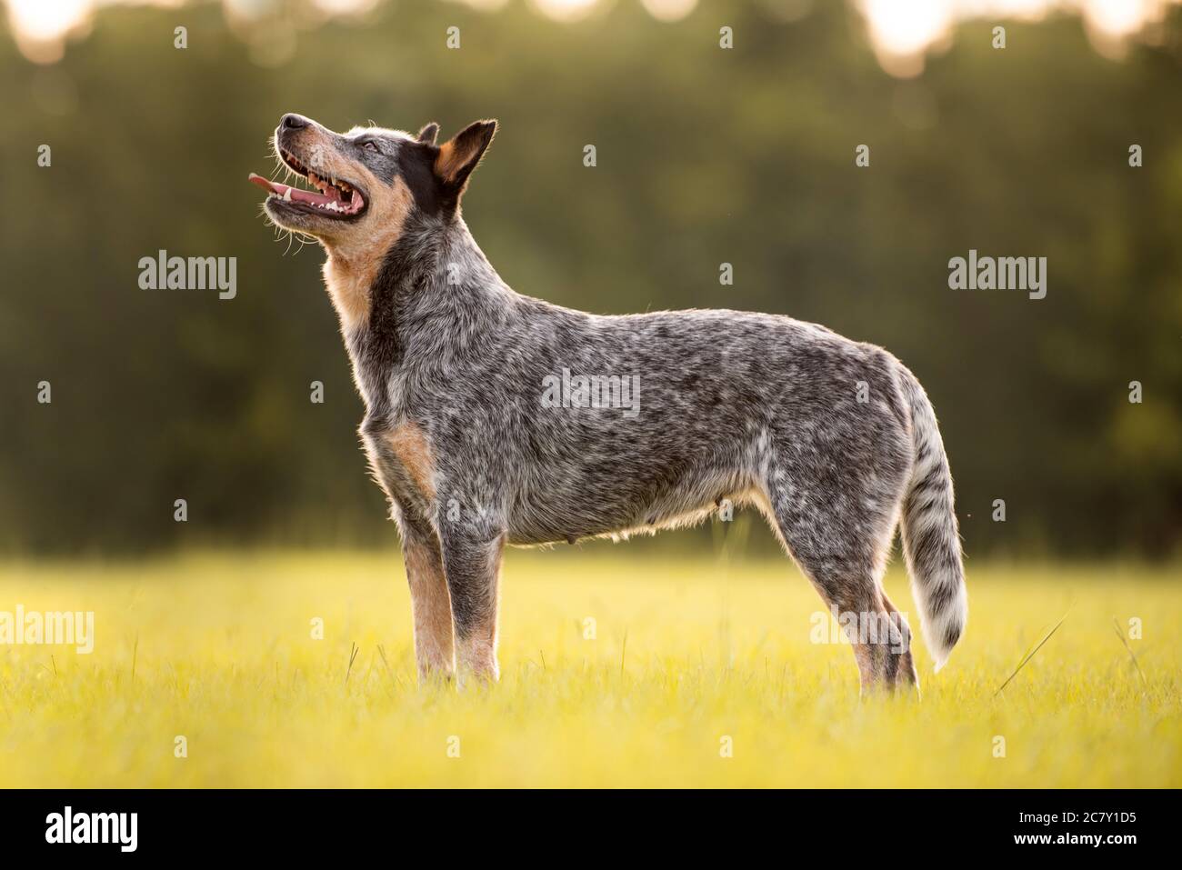 Queensland heeler hires stock photography and images Alamy