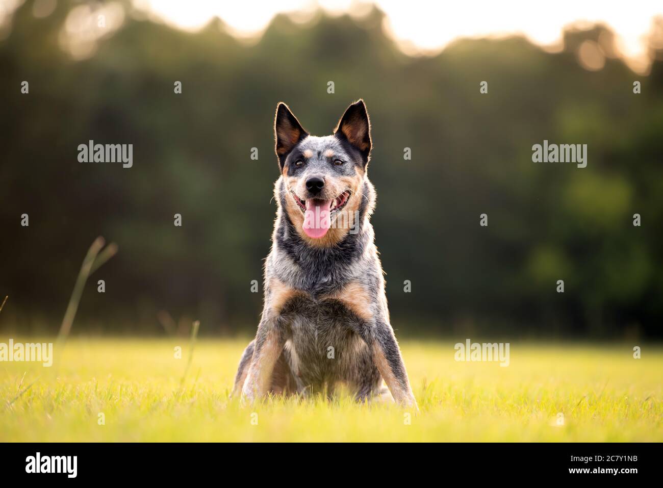 Cattle in field dog hires stock photography and images Alamy