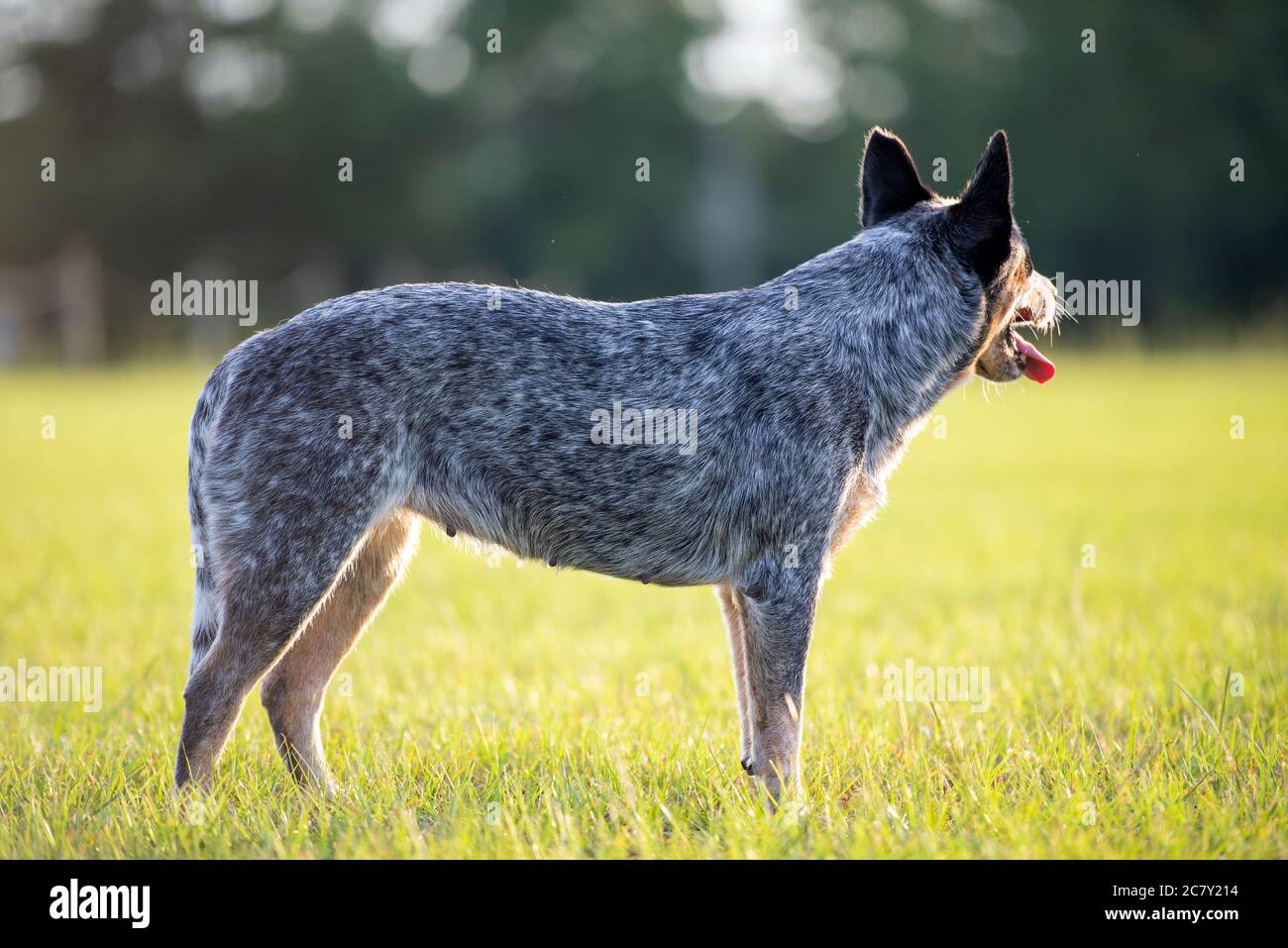 wire mouth heeler