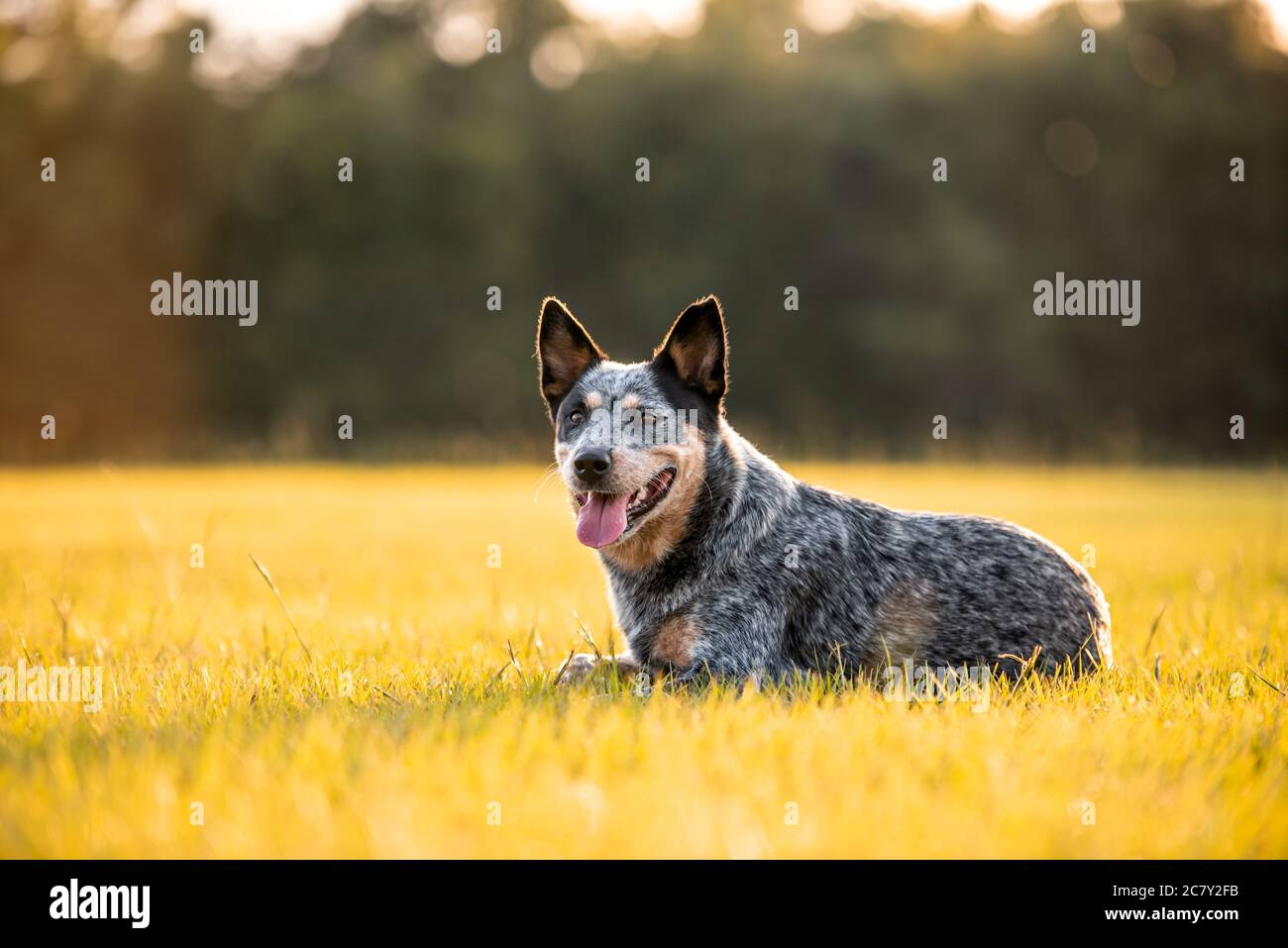 Are Blue Heelers Good Hunting Dogs
