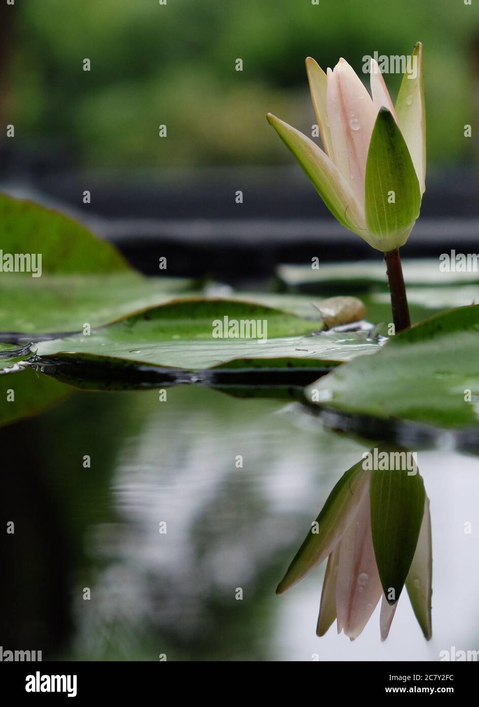 close up one pink lotus flower bud with water drops. Symmetric reflection in clear pond water. blurred green background Stock Photo
