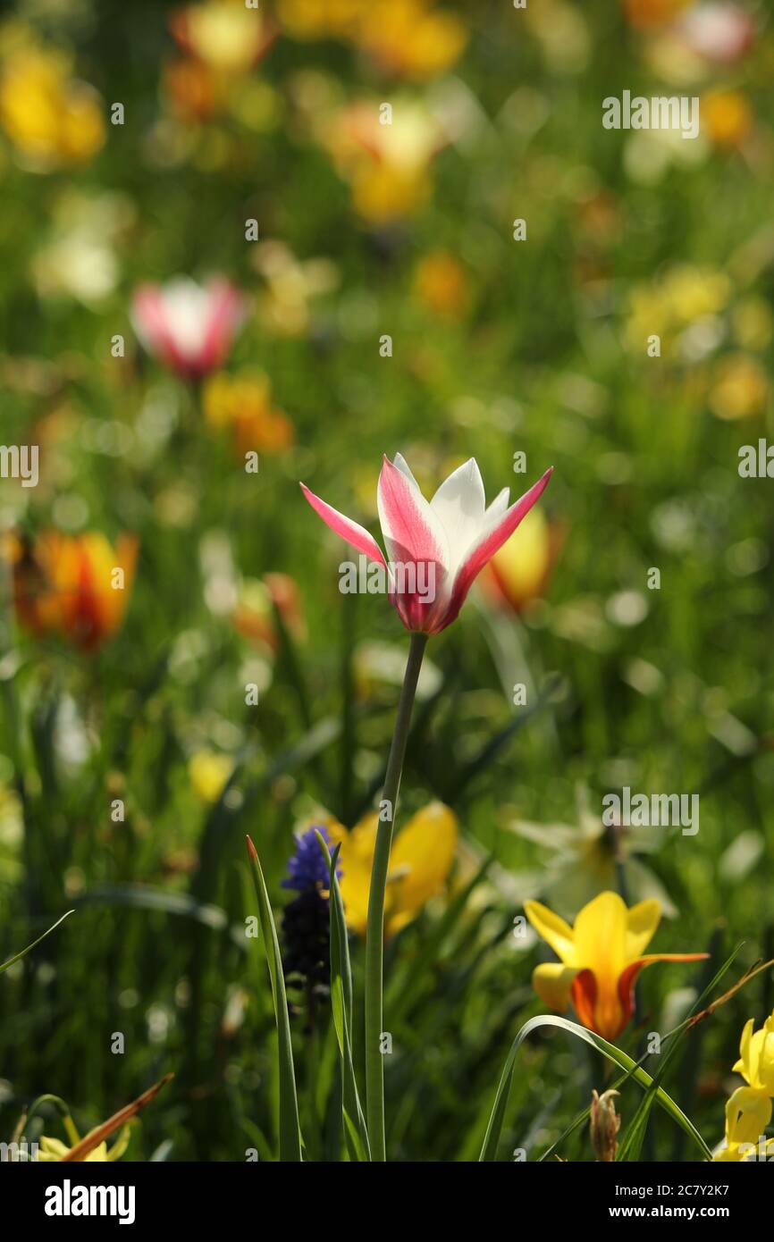 Closeup shot of a beautiful Tulipa Sprengeri under the sunlight Stock Photo