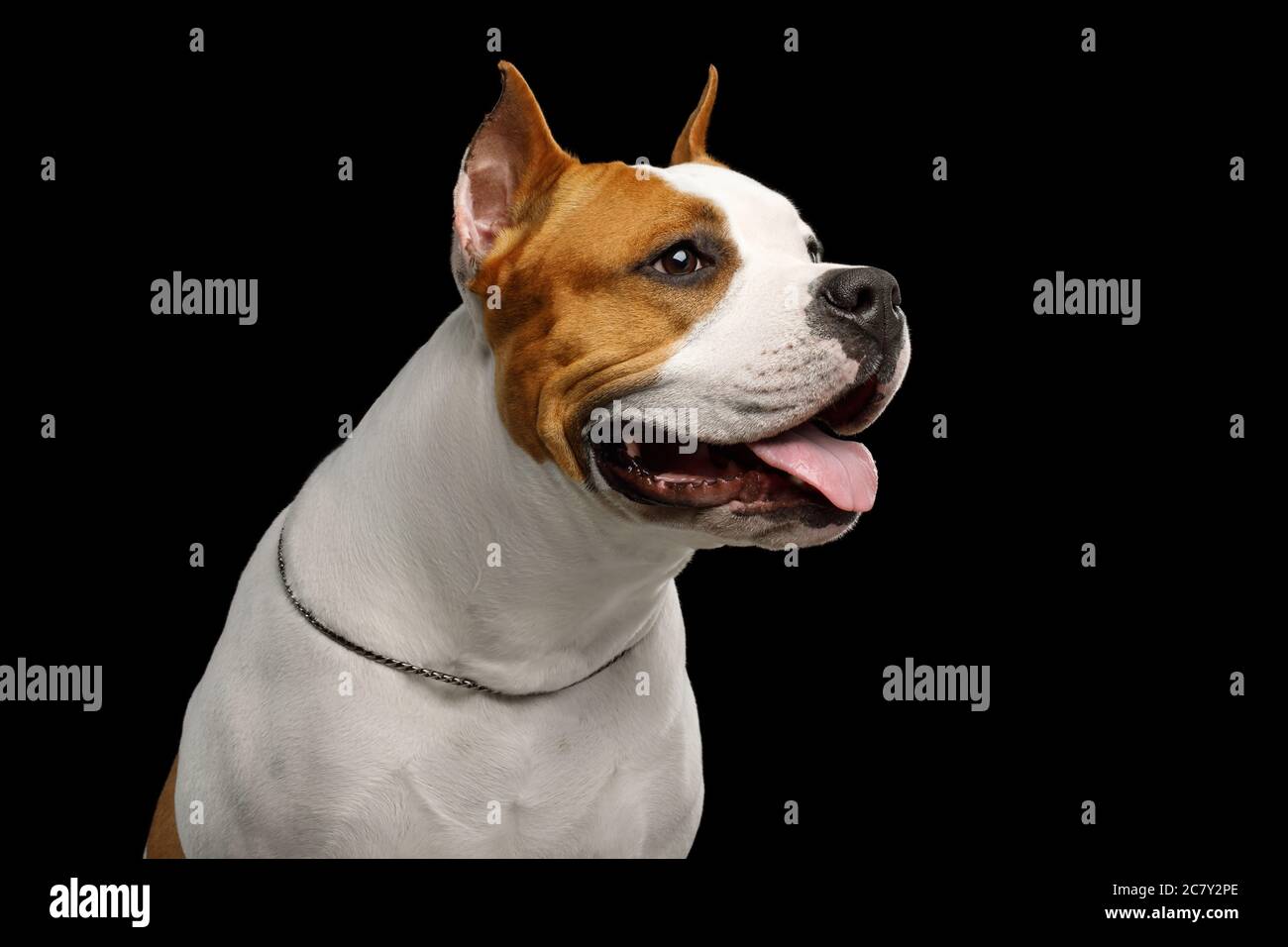 Portrait of White with Red American Staffordshire Terrier Dog in Profile view Isolated on Black Background Stock Photo