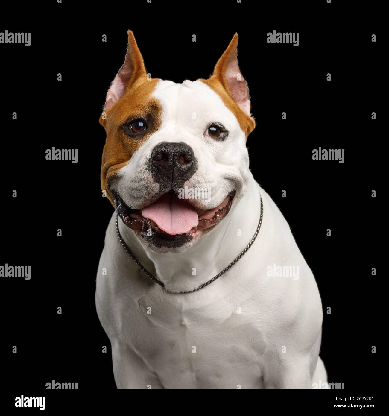 Portrait of Happy American Staffordshire Terrier Dog Looking in Camera and smile Isolated on Black Background Stock Photo