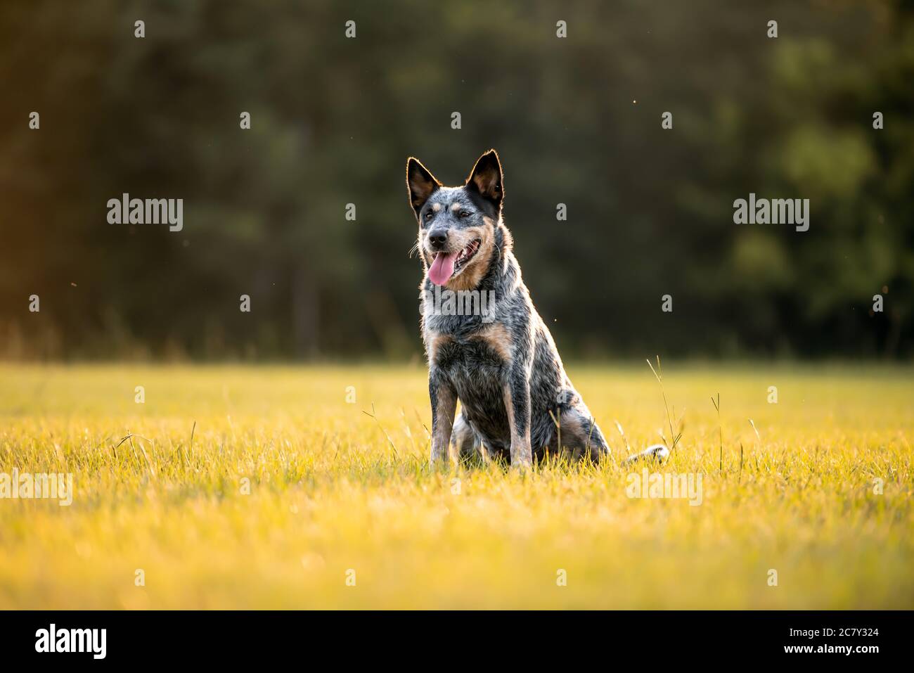 Australian Dog Heeler sitting in a grassy at sunset Stock Photo - Alamy
