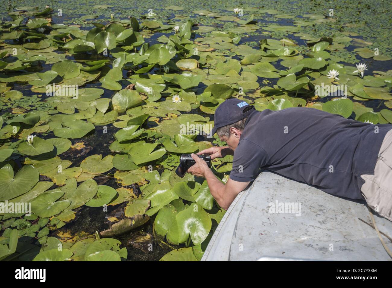 Tourist video filming from a boat European white water lily (Nymphaea alba) in Danube river canal on the Vilkovo city Stock Photo