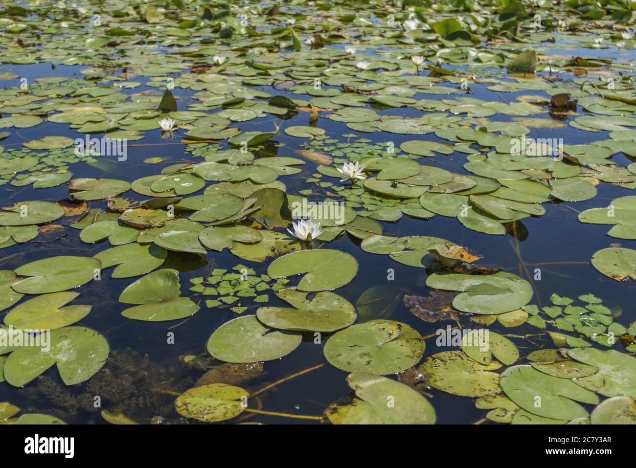 European white water lily (Nymphaea alba) in Danube river canal on the Vilkovo city Stock Photo