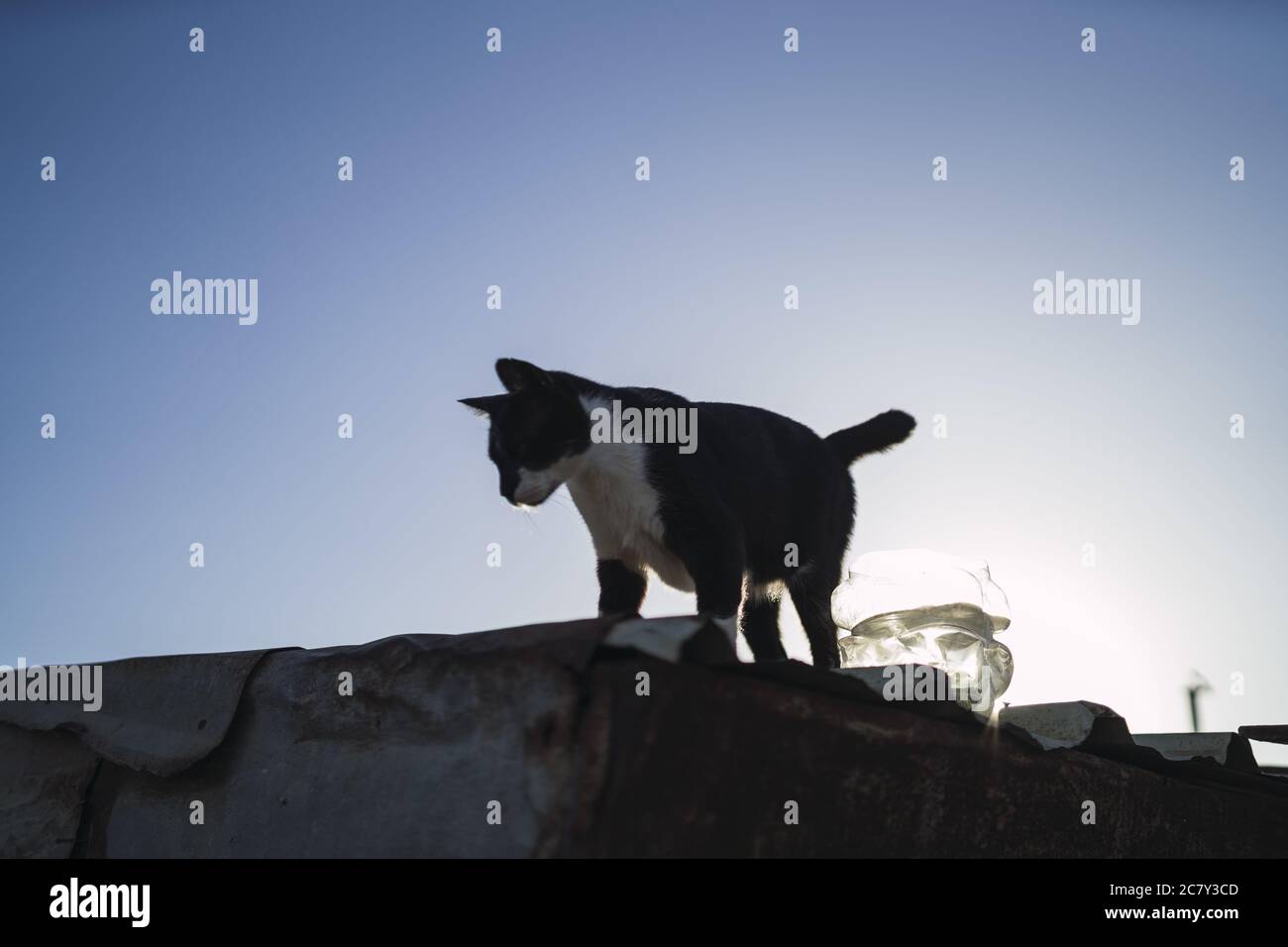 Low angle shot of black and white cat on a roof under a blue sky Stock ...