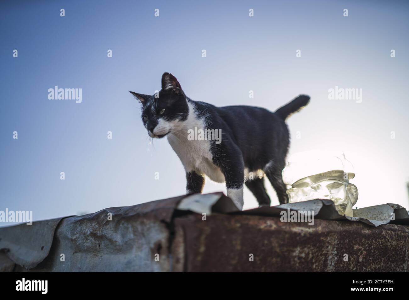 Low angle shot of black and white cat on a roof under a blue sky Stock ...