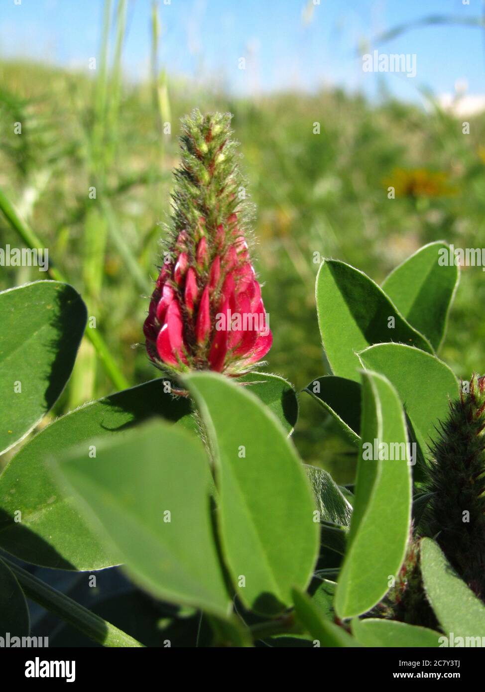 Vertical closeup shot of Sulla flower and plant, Hedysarum coronarium, in the Maltese countryside Stock Photo