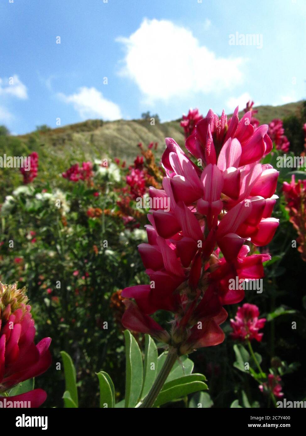 Vertical closeup shot of Sulla flower and plant, Hedysarum coronarium, in the Maltese countryside Stock Photo