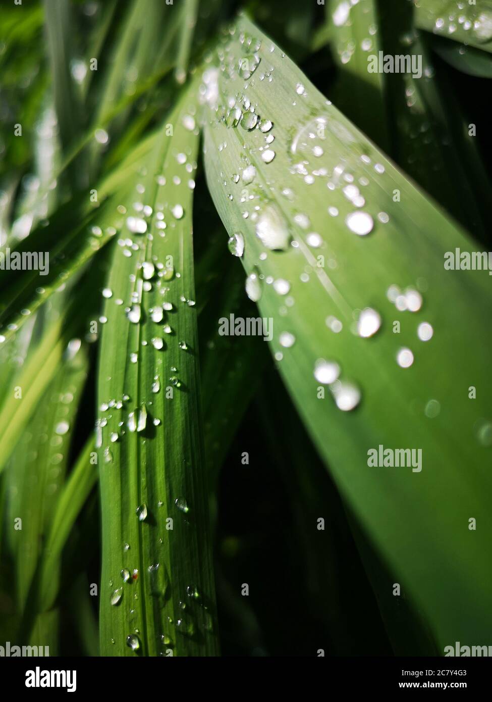 Green leaves in the rain, covered with raindrops, beautiful nature background and concept Stock Photo