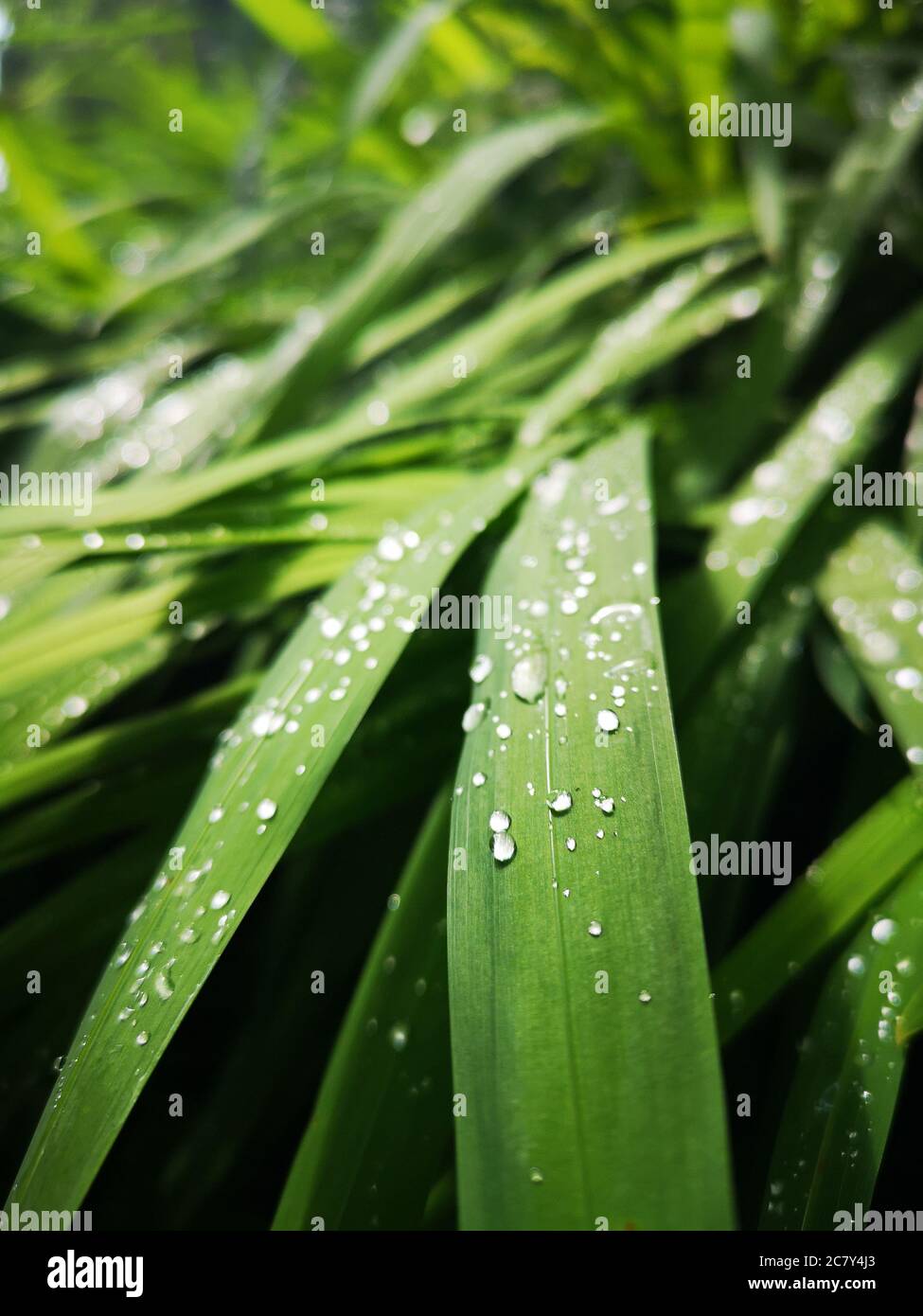 Green leaves in the rain, covered with raindrops, beautiful nature background and concept Stock Photo
