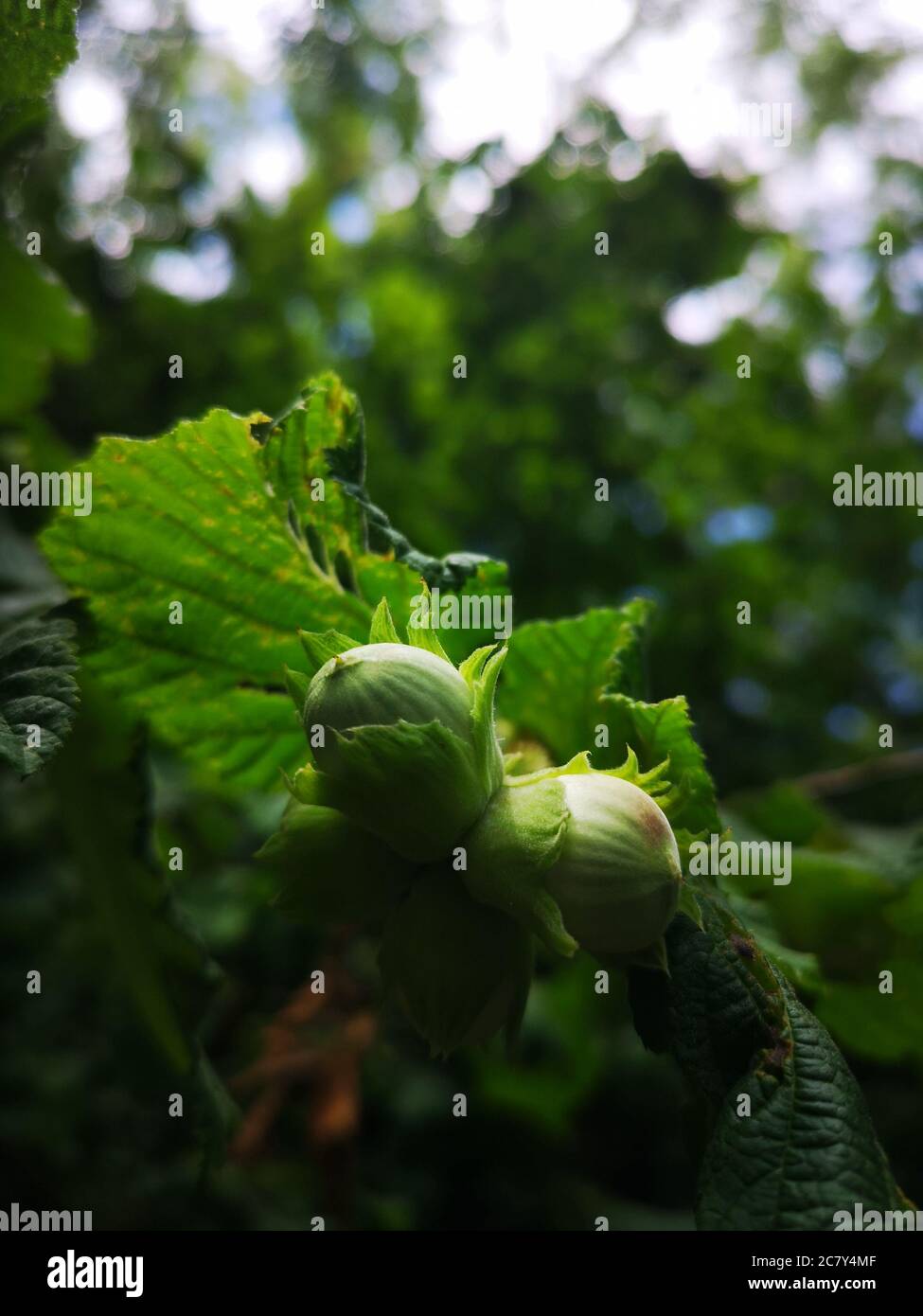 wild hazelnuts growing on the tree, still green and fresh, looking up