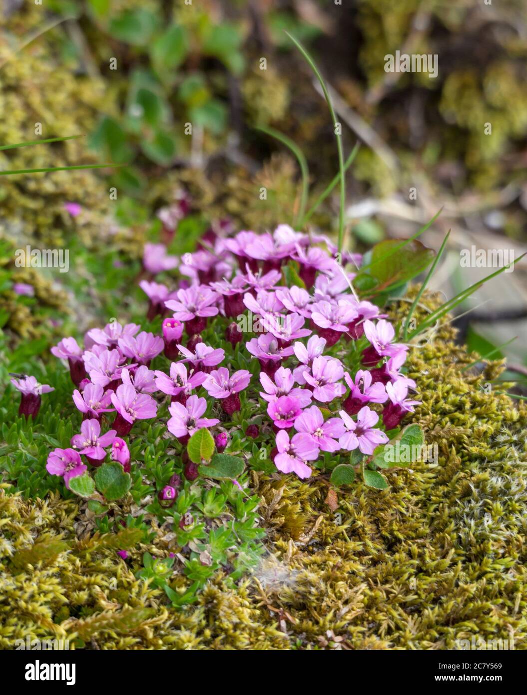 close up pink blooming rock flower Phylliopsis hillieri, moss and green leaves, selective focus Stock Photo