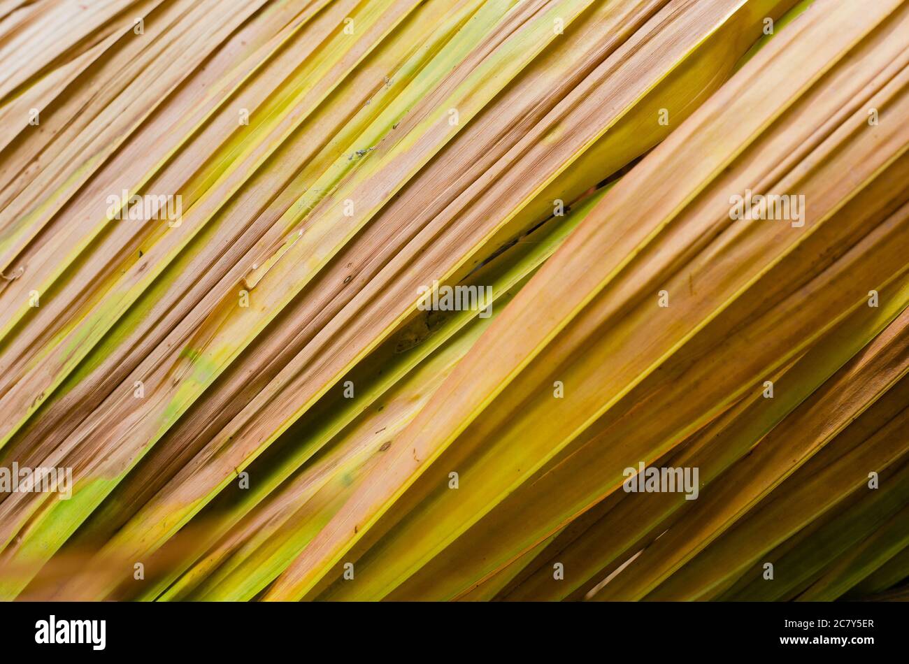 Texture of Dried Palm Leaf for Natural Background Used Stock Photo Alamy