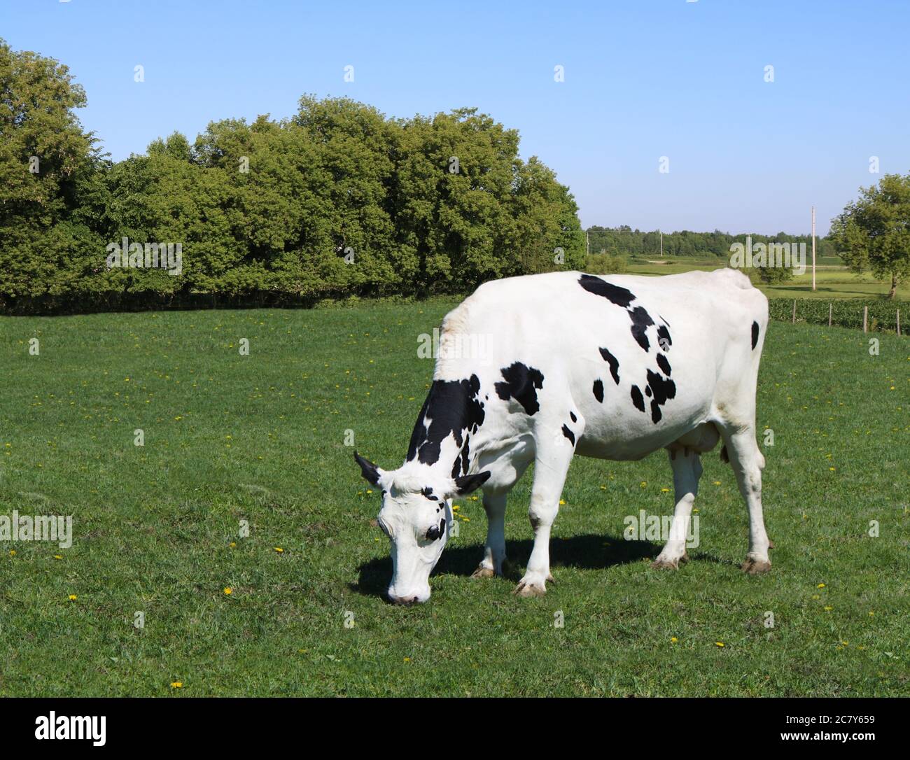 White cow with black dots grazing in a green field - background concept ...