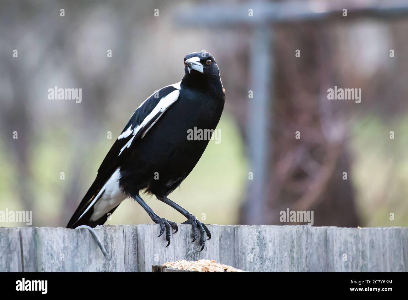 An Australian Magpie Sitting on a fence Stock Photo