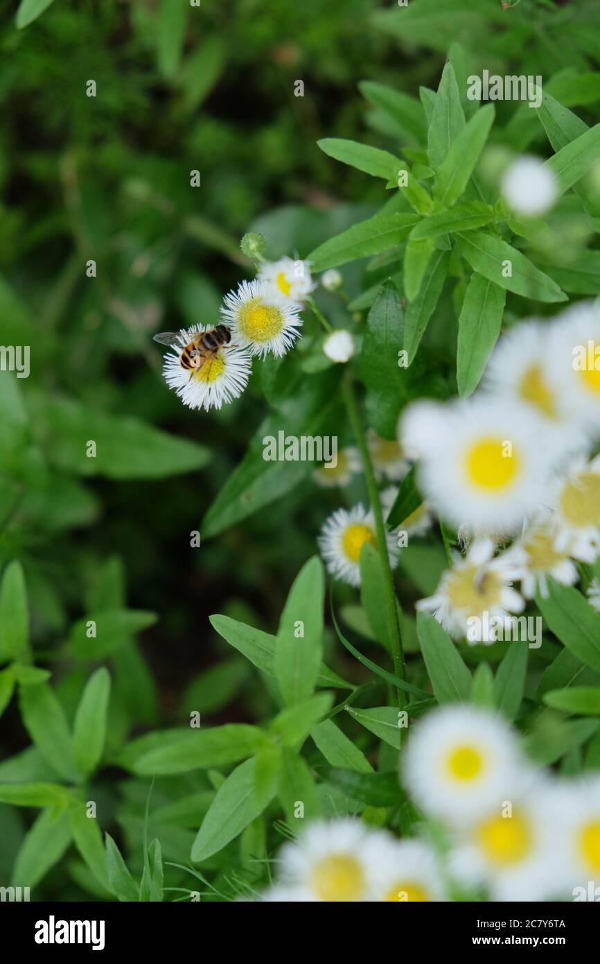 close up one bee on daisy flower in fresh green shrubs. Blur background Stock Photo