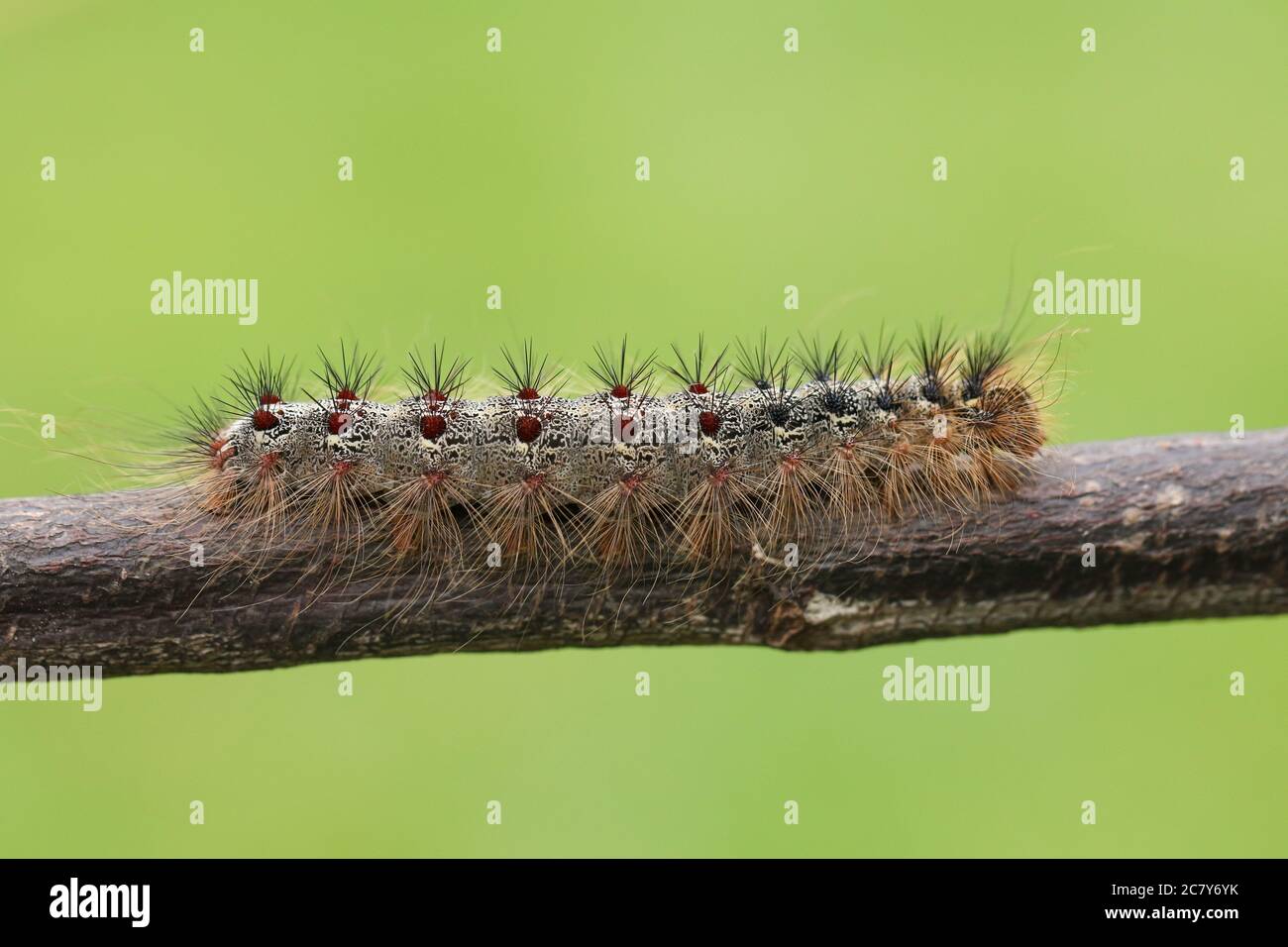 Gypsy moth caterpillar hi-res stock photography and images - Alamy