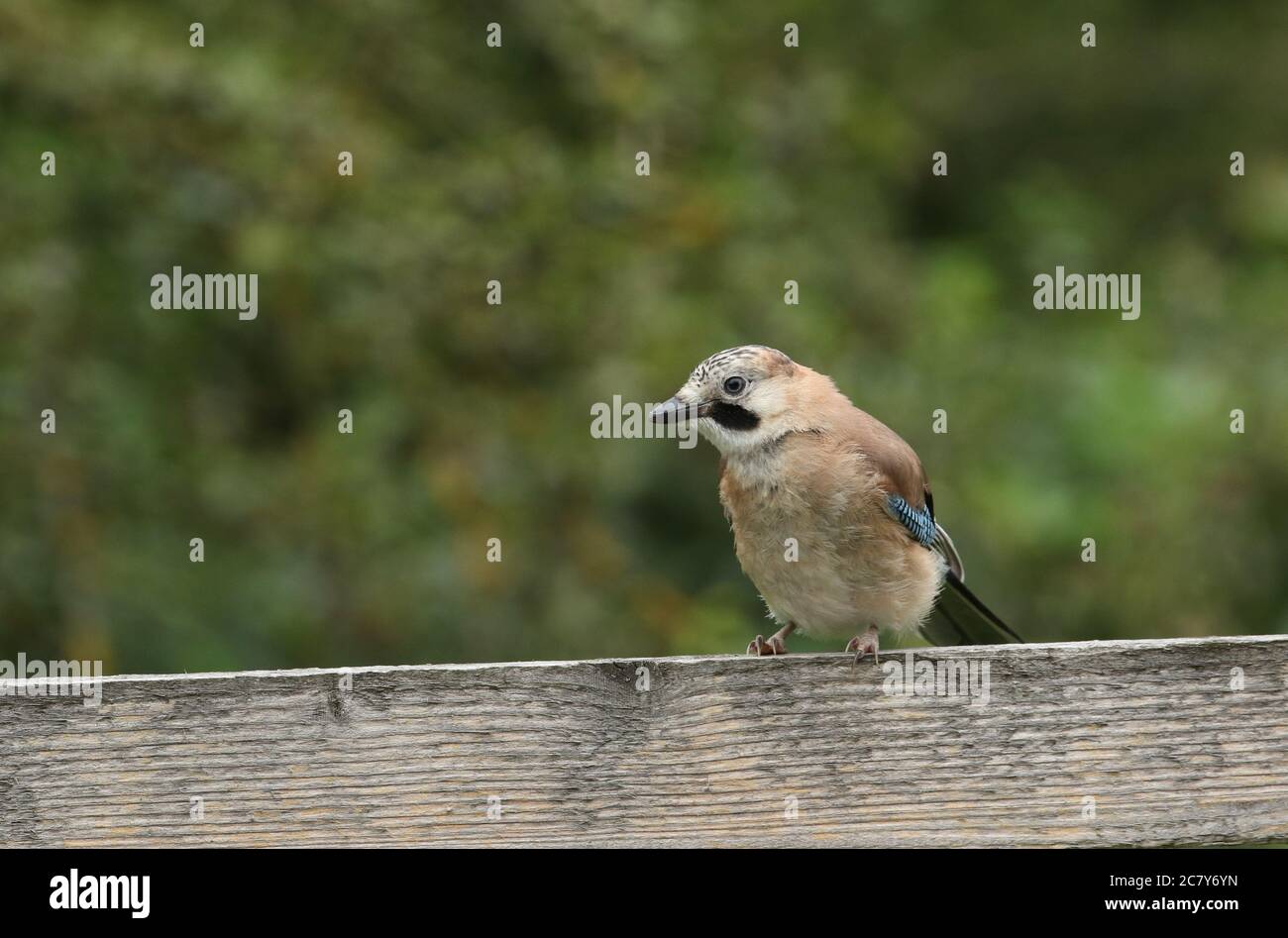 A cute fledgling Jay, Garrulus glandarius, perching on a wooden fence at the edge of woodland. Stock Photo