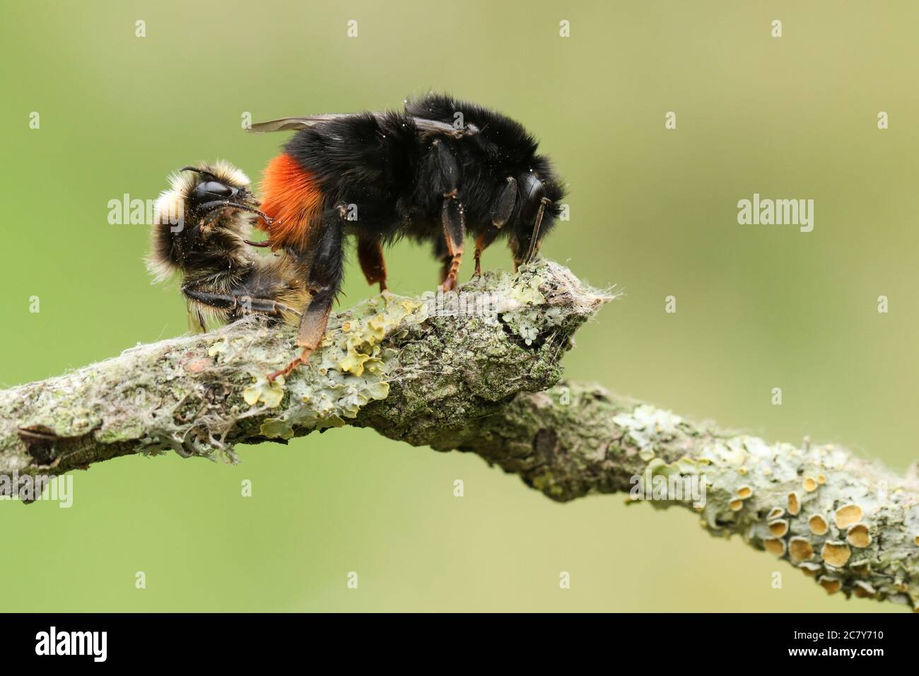 honey bee queen mating