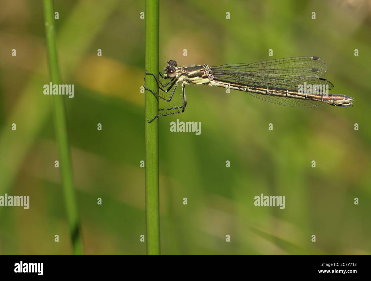 A pretty female Emerald Damselfly, Lestes sponsa, perched on a reed ...