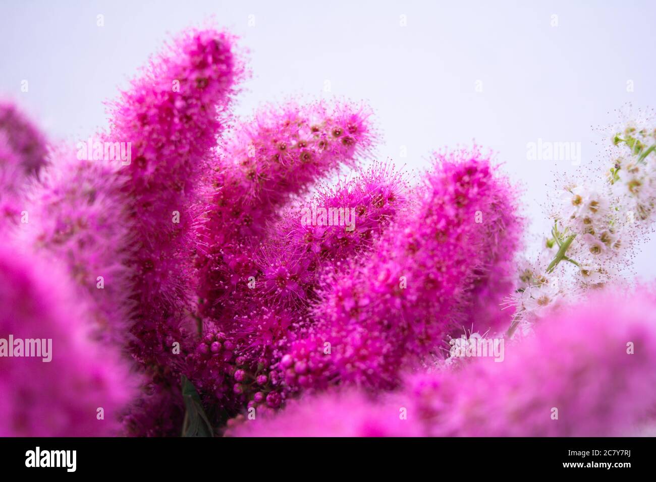 Pink Spirea flowers on bush. Spiraea flowers decorative gardening and forestry management. Blooming plant of Pink Spirea Stock Photo