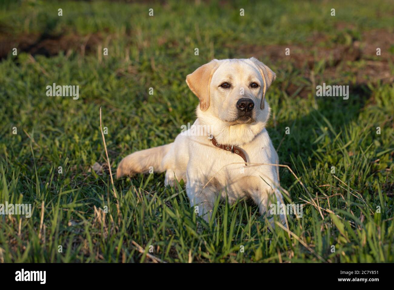 What Weight Should A 6 Month Old Labrador Be
