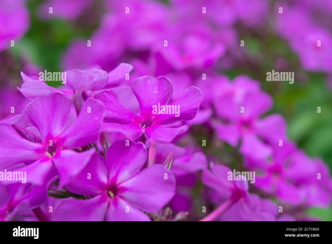 Garden purple phlox, Phlox paniculata, vivid and flavored summer flowers. Blossom bright pink Phlox plant Stock Photo