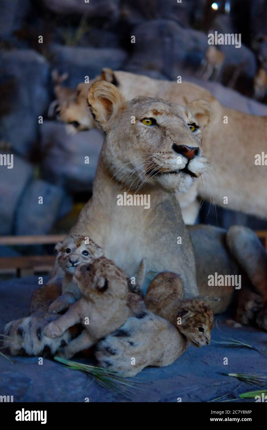 close up one female lioness holding several baby lions, looking at far away at evening. Blurred lions and grey rocks background Stock Photo