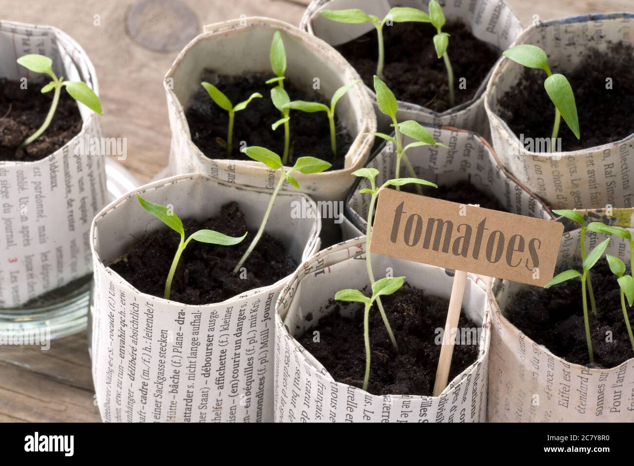 Young tomato plants with cardboard sign and lettering Stock Photo