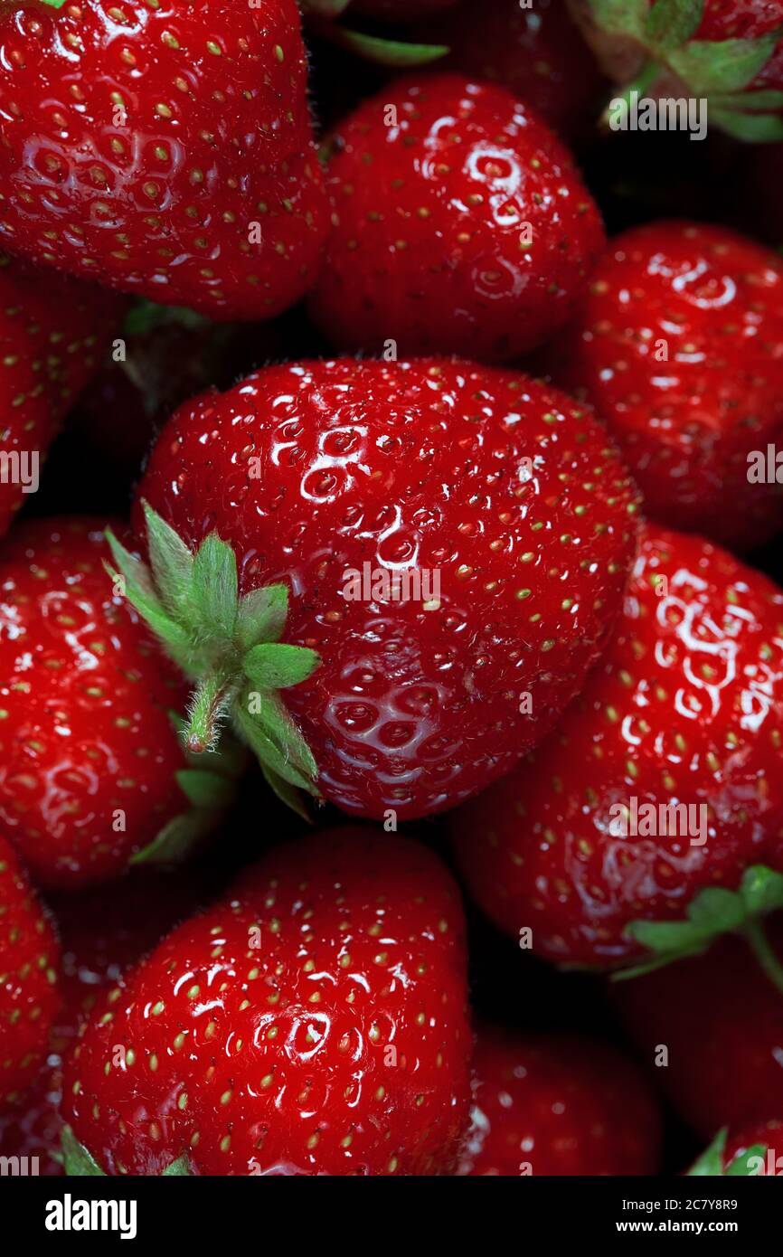 big fresh ripe strawberry macro photo against many blurred strawberries ...