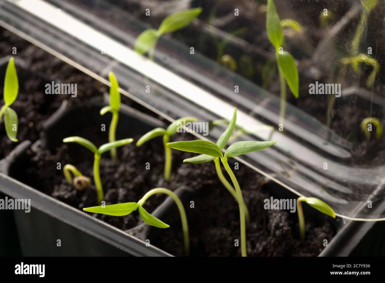 Pepper plants in minigreenhouse Stock Photo Alamy