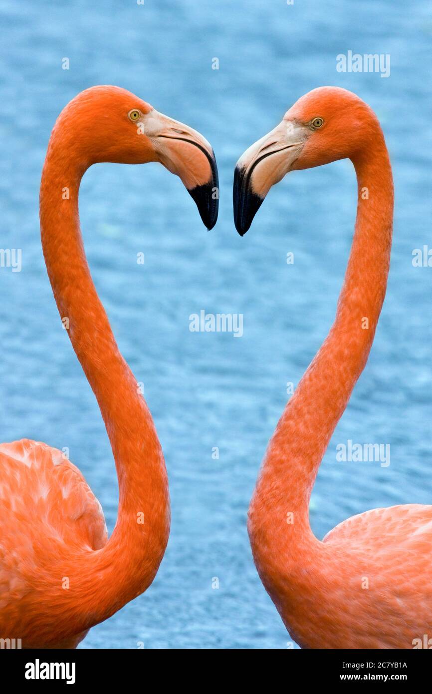 The American Flamingo or Caribbean Flamingo (Phoenicopterus ruber) in the Galapagos Islands. Stock Photo