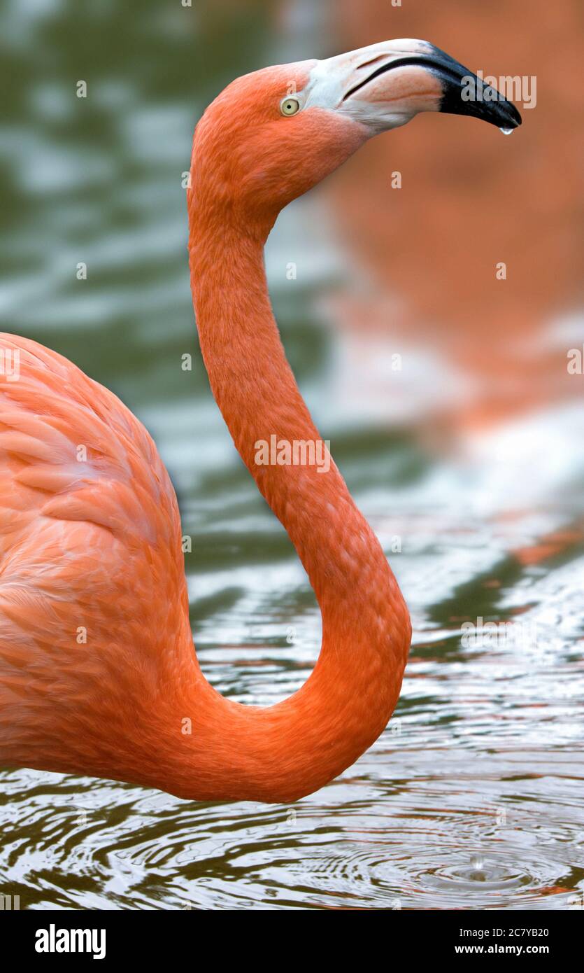 The American Flamingo or Caribbean Flamingo (Phoenicopterus ruber) in the Galapagos Islands. Stock Photo